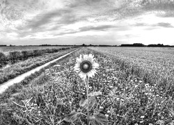 Szary + Sepia