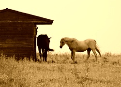 Sepia