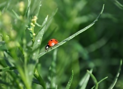 Oryginalny obrazek