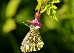 Oryginalny obrazek