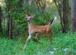 Oryginalny obrazek