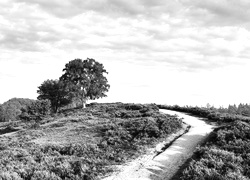 Szary + Sepia