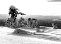 Szary + Sepia