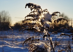 Oryginalny obrazek