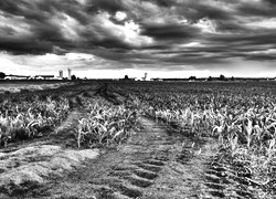 Szary + Sepia