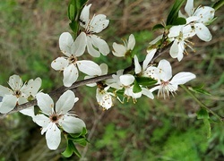 Oryginalny obrazek