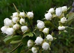 Oryginalny obrazek