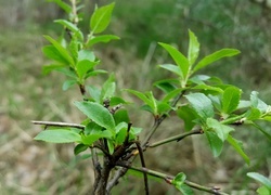 Oryginalny obrazek