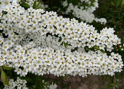 Oryginalny obrazek