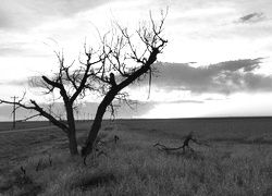 Szary + Sepia