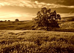 Sepia