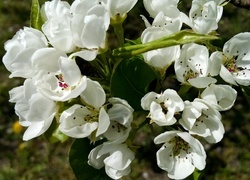 Oryginalny obrazek