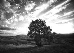 Szary + Sepia