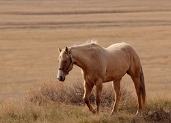 Oryginalny obrazek