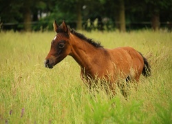 Oryginalny obrazek