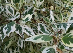 Oryginalny obrazek