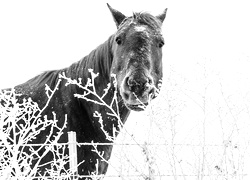 Szary + Sepia