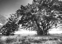 Szary + Sepia