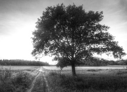 Szary + Sepia