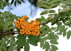 Oryginalny obrazek