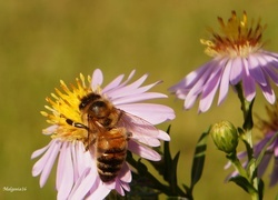 Oryginalny obrazek