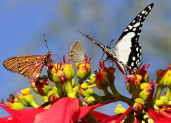 Oryginalny obrazek