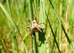 Oryginalny obrazek