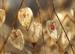 Oryginalny obrazek