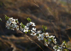 Oryginalny obrazek