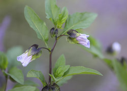 Oryginalny obrazek