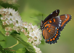 Oryginalny obrazek