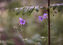 Oryginalny obrazek