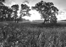 Szary + Sepia