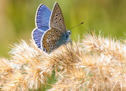 Oryginalny obrazek