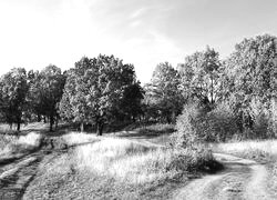 Szary + Sepia