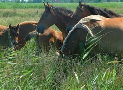 Oryginalny obrazek