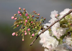 Oryginalny obrazek