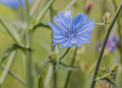 Oryginalny obrazek