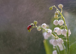 Oryginalny obrazek