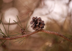 Oryginalny obrazek