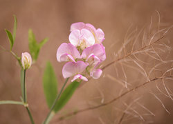 Oryginalny obrazek