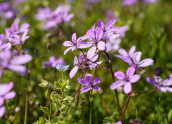 Oryginalny obrazek