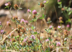 Oryginalny obrazek