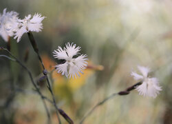 Oryginalny obrazek