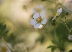 Oryginalny obrazek