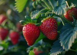 Oryginalny obrazek