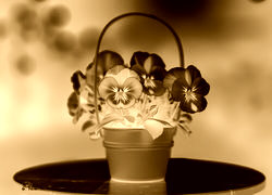 Sepia + Negatyw