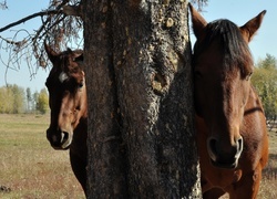 Oryginalny obrazek