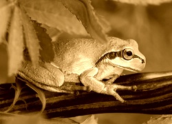 Sepia