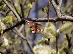 Oryginalny obrazek